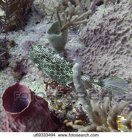 Underwater view of fish on coral reef, Utila, Bay Islands, Honduras View Large Photo Image Picture - Underwater view of fish on coral reef, Utila, Bay Islands, Honduras. Fotosearch