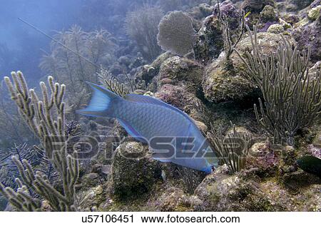 Underwater view of fish on coral reef, Utila, Bay Islands, Honduras View Large Photo Image Stock Image - Underwater view of fish on coral reef, Utila, Bay Islands, Honduras. Fotosearch