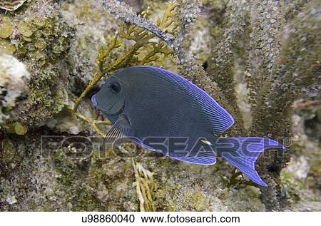Underwater view of fish on coral reef, Utila, Bay Islands, Honduras View Large Photo Image Stock Image - Underwater view of fish on coral reef, Utila, Bay Islands, Honduras. Fotosearch