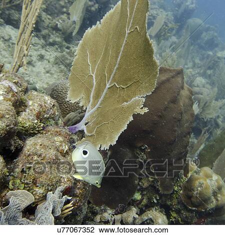 Stock Image - Underwater view of fish on coral wall, Utila, Bay Islands, Honduras. Fotosearch