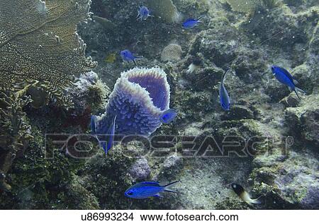 Underwater view of fishes on coral wall, Utila, Bay Islands, Honduras View Large Photo Image Picture - Underwater view of fishes on coral wall, Utila, Bay Islands, Honduras. Fotosearch