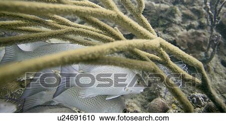 Underwater view of fishes on coral, Utila, Bay Islands, Honduras View Large Photo Image Stock Image - Underwater view of fishes on coral, Utila, Bay Islands, Honduras. Fotosearch