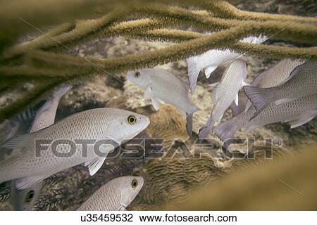Stock Image - Underwater view of fishes on coral, Utila, Bay Islands, Honduras. Fotosearch
