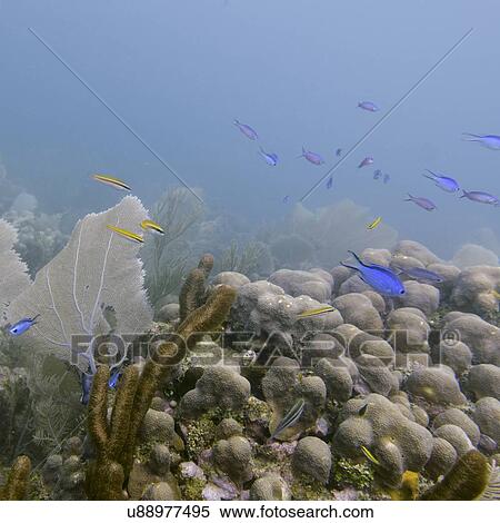 Stock Photography - Underwater view of fishes on coral reef, Utila, Bay Islands, Honduras. Fotosearch