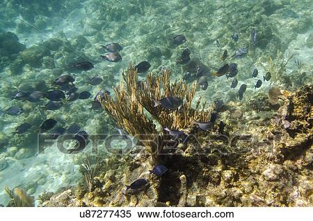 Underwater view of fishes on reef, Utopia Village, Utila, Bay Islands, Honduras View Large Photo Image Stock Photography - Underwater view of fishes on reef, Utopia Village, Utila, Bay Islands, Honduras. Fotosearch