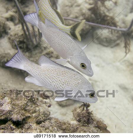 Underwater view of fishes, Utila, Bay Islands, Honduras View Large Photo Image Stock Photo - Underwater view of fishes, Utila, Bay Islands, Honduras. Fotosearch