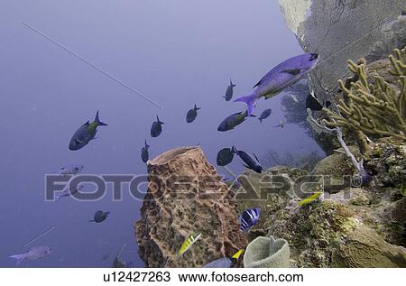 Stock Image - Underwater view of school of Creole wrasse (Clepticus parrae) fishes on coral reef, Utila, Bay Islands, Honduras. Fotosearch