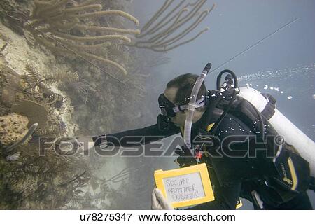 Underwater view of scuba diver, Utila, Bay Islands, Honduras View Large Photo Image Stock Photo - Underwater view of scuba diver, Utila, Bay Islands, Honduras. Fotosearch