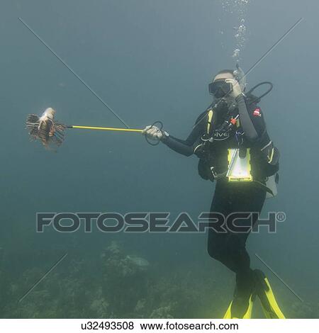 Stock Photo - Underwater view of scuba diver with a Lion fish, Utila, Bay Islands, Honduras. Fotosearch