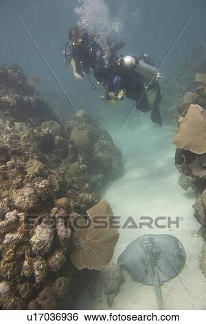 Underwater view of scuba divers over Caribbean whiptail stingray (Himantura schmardae) near coral wall, Utila, Bay Islands, Honduras View Large Photo Image Stock Photograph - Underwater view of scuba divers over Caribbean whiptail stingray (Himantura schmardae) near coral wall, Utila, Bay Islands, Honduras. Fotosearch