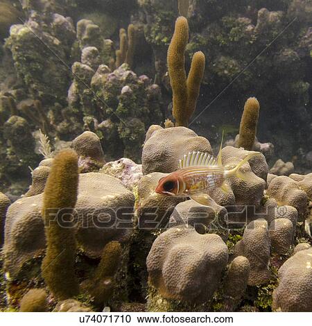 Underwater view of sponge on coral wall, Utila, Bay Islands, Honduras View Large Photo Image Stock Image - Underwater view of sponge on coral wall, Utila, Bay Islands, Honduras. Fotosearch