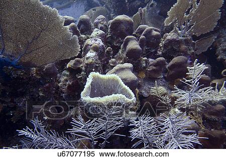 Underwater view of sponge on coral wall, Utila, Bay Islands, Honduras View Large Photo Image Stock Photography - Underwater view of sponge on coral wall, Utila, Bay Islands, Honduras. Fotosearch
