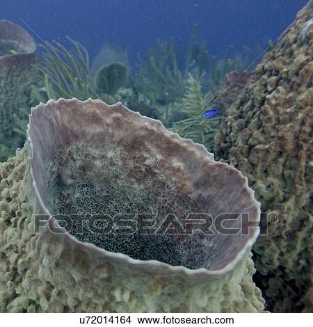 Picture - Underwater view of sponge on reef wall, Utila, Bay Islands, Honduras. Fotosearch