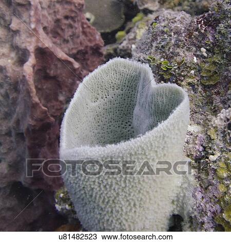 Stock Image - Underwater view of sponge on reef wall, Utila, Bay Islands, Honduras. Fotosearch