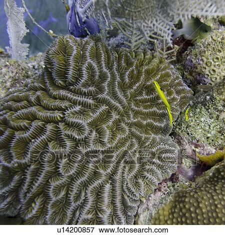 Stock Photo - Underwater view of sponge on reef wall, Utila, Bay Islands, Honduras. Fotosearch