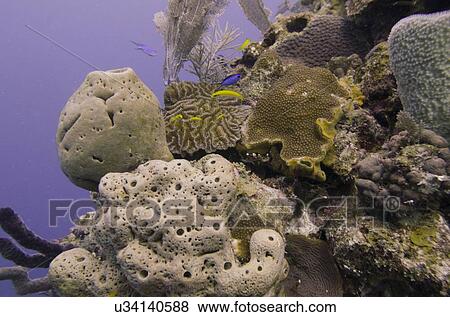 Underwater view of sponge with coral reef, Utila, Bay Islands, Honduras View Large Photo Image Stock Photo - Underwater view of sponge with coral reef, Utila, Bay Islands, Honduras. Fotosearch