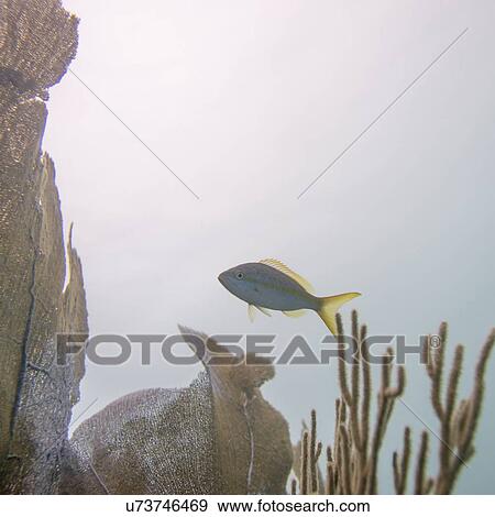 Stock Photo - Underwater view of Yellowtail snapper (Ocyurus chrysurus) on coral wall, Utila, Bay Islands, Honduras. Fotosearch