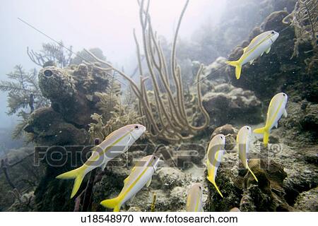 Stock Image - Underwater view of Yellowtail snappers (Ocyurus chrysurus) on coral wall, Utila, Bay Islands, Honduras. Fotosearch