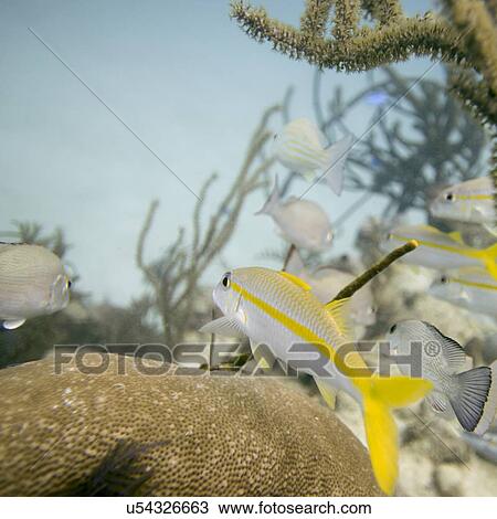 Stock Image - Underwater view of Yellowtail snappers (Ocyurus chrysurus) on coral wall, Utila, Bay Islands, Honduras. Fotosearch