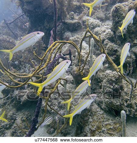 Underwater view of Yellowtail snappers (Ocyurus chrysurus) on coral wall, Utila, Bay Islands, Honduras View Large Photo Image Stock Photo - Underwater view of Yellowtail snappers (Ocyurus chrysurus) on coral wall, Utila, Bay Islands, Honduras. Fotosearch