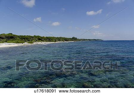 View of sea with trees in background at coast, Utila, Bay Islands, Honduras View Large Photo Image Stock Image - View of sea with trees in background at coast, Utila, Bay Islands, Honduras. Fotosearch