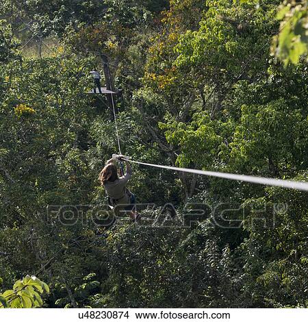 Woman riding a zip line in a forest, Copan, Copan Ruinas, Copan Department, Honduras View Large Photo Image Picture - Woman riding a zip line in a forest, Copan, Copan Ruinas, Copan Department, Honduras. Fotosearch
