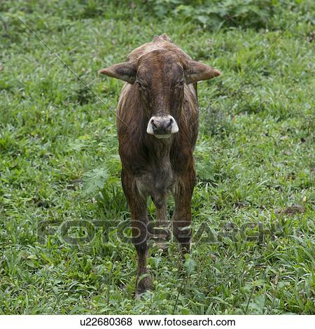 Young cow in a field, Finca El Cisne, Honduras View Large Photo Image Stock Photo - Young cow in a field, Finca El Cisne, Honduras. Fotosearch