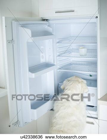 Stock Photograph - Dog searching food in empty refrigerator. Fotosearch