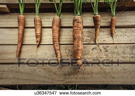 A row of freshly harvested carrots in garden shed View Large Photo Image Stock Photo - A row of freshly harvested carrots in garden shed. Fotosearch