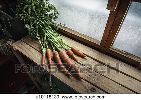 Stock Photo - Bunch of freshly harvested carrots in garden shed. Fotosearch