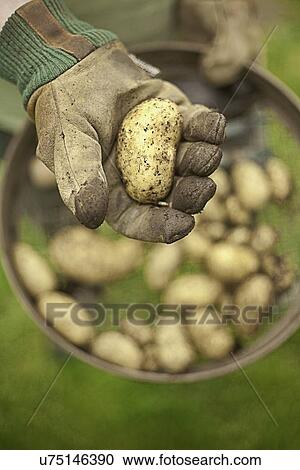 Close up of senior man holding bowl of homegrown potatoes View Large Photo Image Stock Image - Close up of senior man holding bowl of homegrown potatoes. Fotosearch