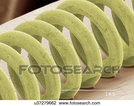 Coloured SEM of a spring View Large Photo Image Stock Image - Coloured SEM of a spring. Fotosearch