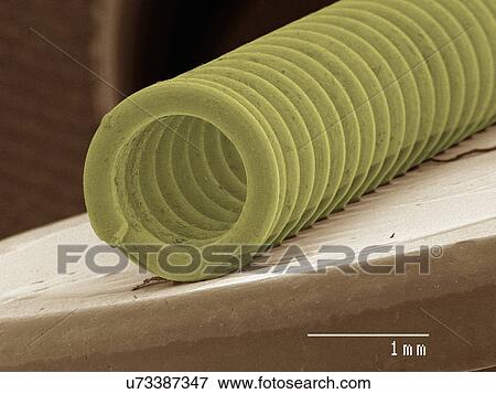 Coloured SEM of a spring View Large Photo Image Stock Photo - Coloured SEM of a spring. Fotosearch