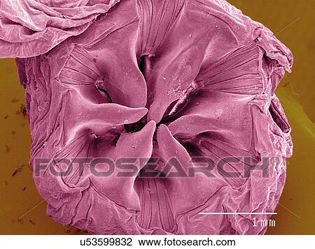 Coloured SEM of American cockroach gut View Large Photo Image Stock Image - Coloured SEM of American cockroach gut. Fotosearch
