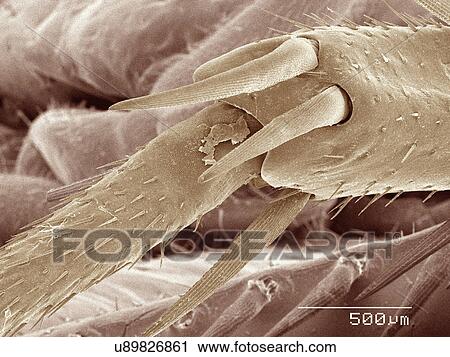 Stock Image - Coloured SEM of American cockroach leg. Fotosearch