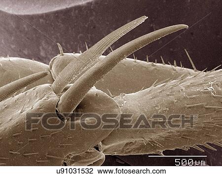 Stock Image - Coloured SEM of American cockroach leg. Fotosearch