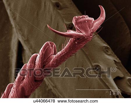 Stock Photo - Coloured SEM of American cockroach leg. Fotosearch
