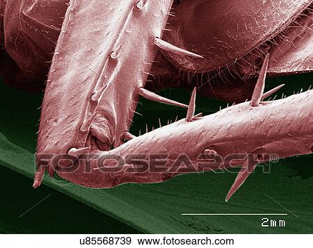 Stock Photo - Coloured SEM of American cockroach leg. Fotosearch