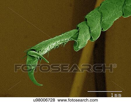 Stock Photo - Coloured SEM of American cockroach leg. Fotosearch