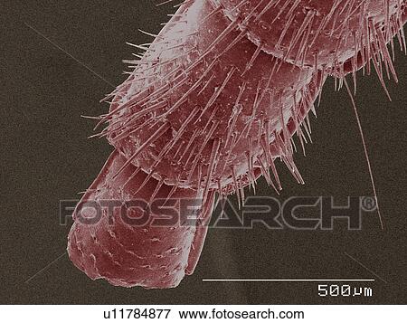 Stock Photo - Coloured SEM of American cockroach cercus. Fotosearch
