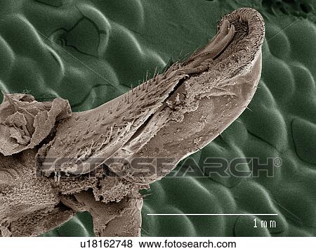 Stock Photo - Coloured SEM of American cockroach mouthparts. Fotosearch