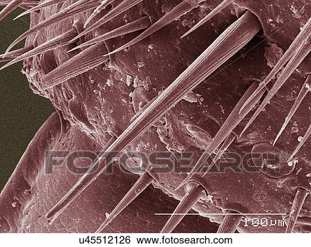 Stock Photograph - Coloured SEM of American cockroach cercus. Fotosearch
