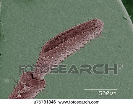 Stock Photograph - Coloured SEM of American cockroach mouthparts. Fotosearch