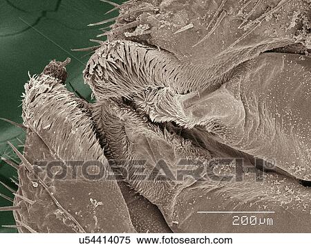 Stock Photography - Coloured SEM of American cockroach mouthparts. Fotosearch