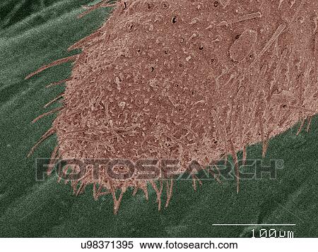 Stock Photography - Coloured SEM of American cockroach mouthparts. Fotosearch