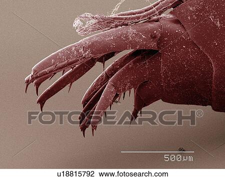 Stock Image - Coloured SEM of amphipod. Fotosearch