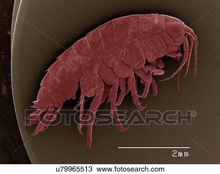 Stock Image - Coloured SEM of amphipod. Fotosearch