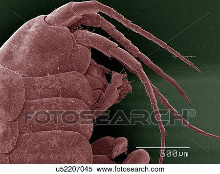 Stock Photography - Coloured SEM of amphipod. Fotosearch