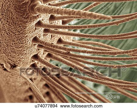 Picture - Coloured SEM of antennae of a silk moth. Fotosearch