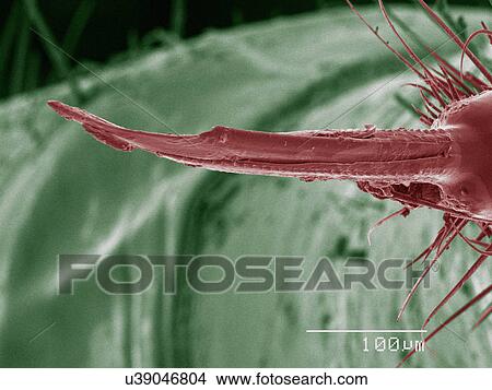 Coloured SEM of assassin bug mouthparts View Large Photo Image Picture - Coloured SEM of assassin bug mouthparts. Fotosearch